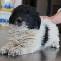 Mahoney ❤, Hund zur Adoption