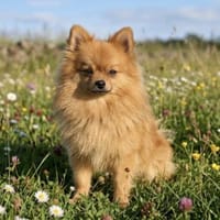Maestro in 82140 Olching, Hund zur Adoption