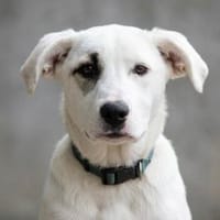 Pirato möchte sein Leben genießen, Hund zur Adoption
