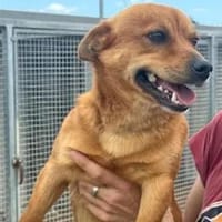 SANDRINO - ein sehr freundlicher Geselle, Hund zur Adoption