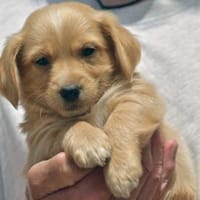 Polo wünscht sich liebe Menschen, Hund zur Adoption