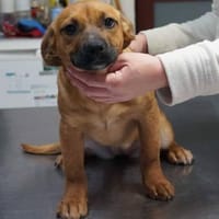 Mona ❤ Schutzgebühr 500 Euro, Hündin zur Adoption