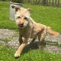 TEO SUCHT KUSCHELPLATZ, Hund zur Adoption