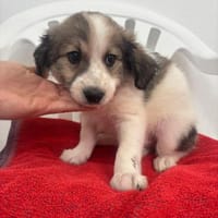 Elfie Mix Hündin 3,5 Monate alt in 41751, Hündin zur Adoption