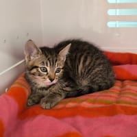 CHARLIZE, chatte à adopter