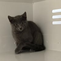 ELUO, chat à adopter