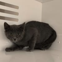 EDUNA, chatte à adopter