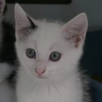 ARTHUR, chat à adopter