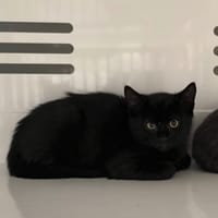 ECOLU, chat à adopter