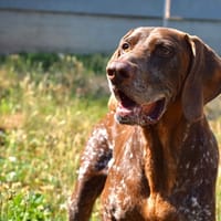 BALOO, chien à adopter
