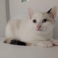 ALTHEA, chatte à adopter