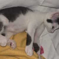 Atheba, chatte à adopter