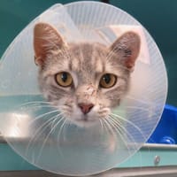 BUSETTE, chatte à adopter