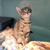 STAINLEKUBRICK, chat à adopter