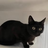 ESSELTE, chatte à adopter