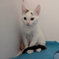 BIDULE, chat à adopter