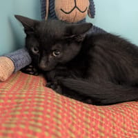 INKY, chat à adopter
