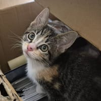 CALLIE QCT, chatte à adopter