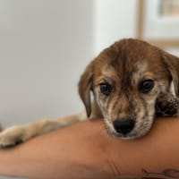 JOJO, chien à adopter