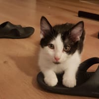 JUPITER, chat à adopter