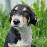 VOLTAIRE, chien à adopter