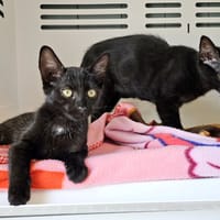 SUSHI, chatte à adopter