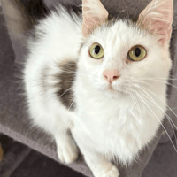 SAPHIR, chatte à adopter