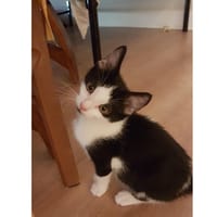 SATURNE, chatte à adopter