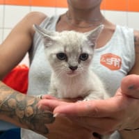 BARBOTINE, chatte à adopter
