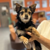 ADA, chienne à adopter