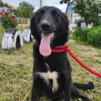 AKIRA, chienne à adopter