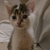Asio, chat à adopter