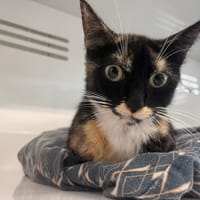PRALINE, chatte à adopter