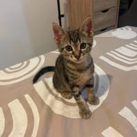 PAZZO, chat à adopter