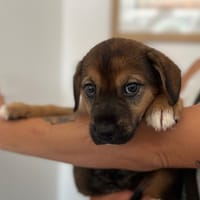 CAMILLE, chienne à adopter