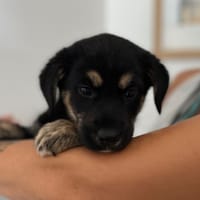 AUDREY, chienne à adopter