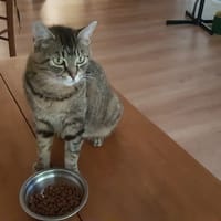 MAYA, chatte à adopter