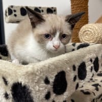 BEGONIA, chatte à adopter