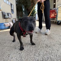SHINA VAA, chienne à adopter