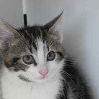 ANSELME, chat à adopter