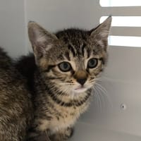 CHACHA, chatte à adopter
