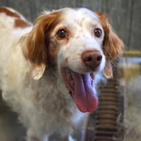 HEDEN, chien à adopter