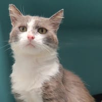 GASTON, chat à adopter