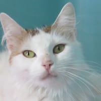 BELINDA, chatte à adopter