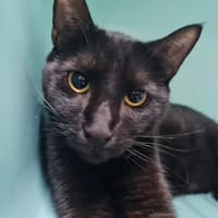 Albert, chat à adopter