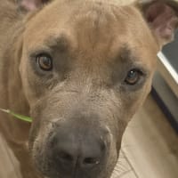 ULYSSE, chien à adopter