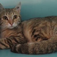 BABOUCHE, chatte à adopter