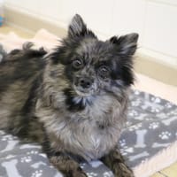 VICKY HAA24764, chienne à adopter