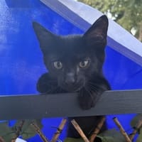 MIRSA, chat à adopter