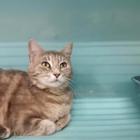 SHANA, chatte à adopter